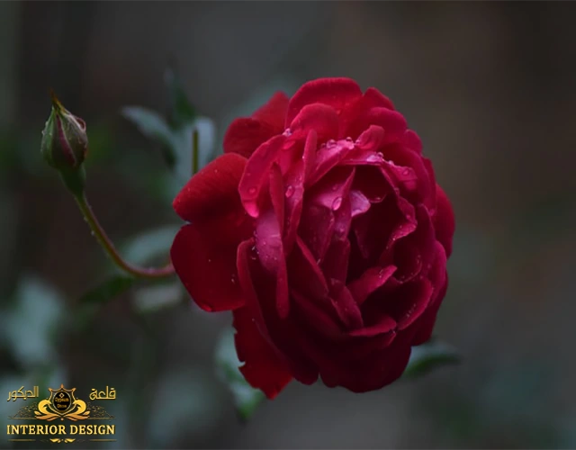 تحميل ورود رومانسية